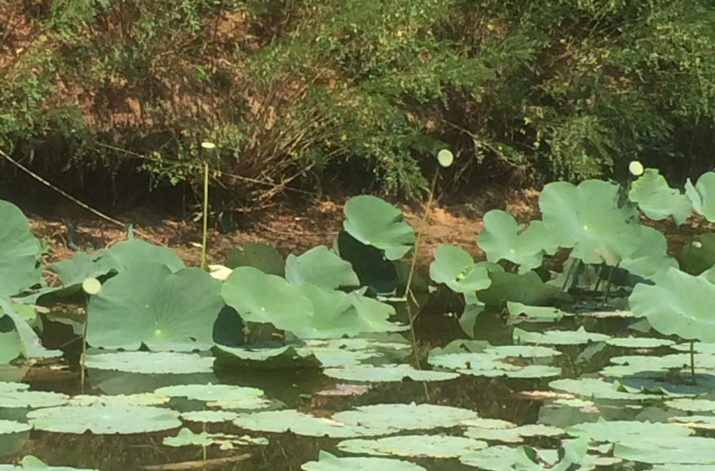 The flowers have already bloomed, and the seed pods are ready for harvesting (eating).